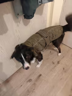 Mex passt der Mantel sehr gut