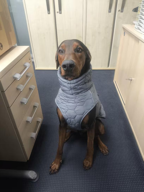 Perfekt für aktive Hunde!