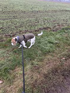 Ideal zum Gassi gehen!